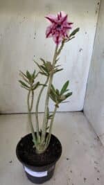 Planta Dobrada 3032 – 35cm – 03 anos - Imagem 2