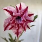 Planta Dobrada 3032 – 35cm – 03 anos