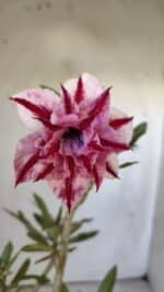 Planta Dobrada 3032 – 35cm – 03 anos