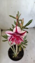 Planta Dobrada 3032 – 35cm – 03 anos - Imagem 6