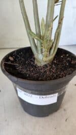 Planta Dobrada 3032 – 35cm – 03 anos - Imagem 8