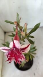 Planta Dobrada 3032 – 35cm – 03 anos - Imagem 4