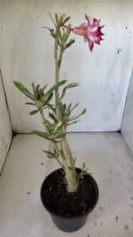 Planta Dobrada 3032 – 35cm – 03 anos - Imagem 7