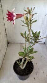 Planta Dobrada 3032 – 35cm – 03 anos - Imagem 5