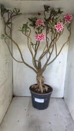 Planta Dobrada 3033 – 70cm – 06 anos