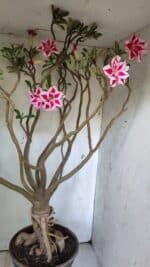 Planta Dobrada 3033 – 70cm – 06 anos - Imagem 7