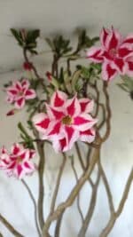 Planta Dobrada 3033 – 70cm – 06 anos - Imagem 3