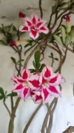 Planta Dobrada 3033 – 70cm – 06 anos - Imagem 4