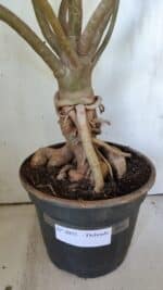 Planta Dobrada 3033 – 70cm – 06 anos - Imagem 9