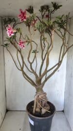 Planta Dobrada 3033 – 70cm – 06 anos - Imagem 12