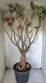 Planta Dobrada 3033 – 70cm – 06 anos - Imagem 11