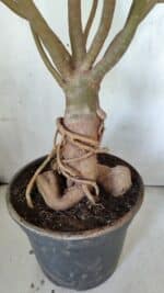 Planta Dobrada 3033 – 70cm – 06 anos - Imagem 5