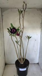 Planta Dobrada 3034 – 40cm – 03 anos - Imagem 2