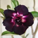 Planta Dobrada 3034 – 40cm – 03 anos