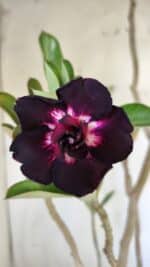 Planta Dobrada 3034 – 40cm – 03 anos