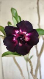 Planta Dobrada 3034 – 40cm – 03 anos - Imagem 3