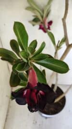 Planta Dobrada 3034 – 40cm – 03 anos - Imagem 4