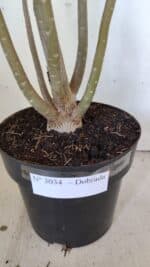 Planta Dobrada 3034 – 40cm – 03 anos - Imagem 7