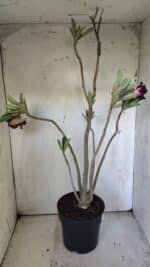 Planta Dobrada 3034 – 40cm – 03 anos - Imagem 6