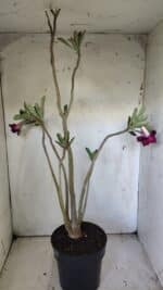 Planta Dobrada 3034 – 40cm – 03 anos - Imagem 5