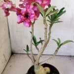 Planta Dobrada 3035 – 35cm – 03 anos