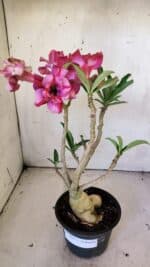 Planta Dobrada 3035 – 35cm – 03 anos