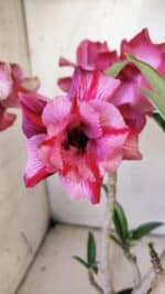 Planta Dobrada 3035 – 35cm – 03 anos - Imagem 3