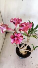 Planta Dobrada 3035 – 35cm – 03 anos - Imagem 4