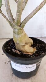 Planta Dobrada 3035 – 35cm – 03 anos - Imagem 7