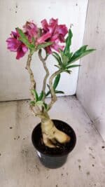 Planta Dobrada 3035 – 35cm – 03 anos - Imagem 5