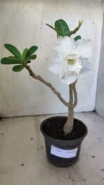 Planta Dobrada 3036 – 30cm – 02 anos - Imagem 2