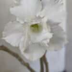 Planta Dobrada 3036 – 30cm – 02 anos