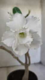 Planta Dobrada 3036 – 30cm – 02 anos