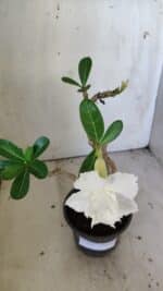 Planta Dobrada 3036 – 30cm – 02 anos - Imagem 4