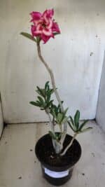 Planta Dobrada 3037 – 30cm – 02 anos - Imagem 2