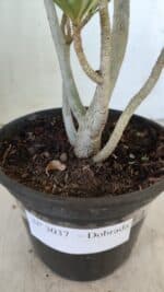 Planta Dobrada 3037 – 30cm – 02 anos - Imagem 8