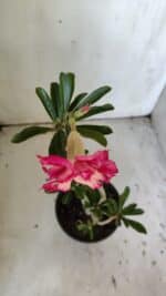 Planta Dobrada 3037 – 30cm – 02 anos - Imagem 5