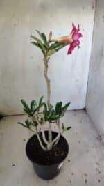 Planta Dobrada 3037 – 30cm – 02 anos - Imagem 7