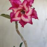 Planta Dobrada 3037 – 30cm – 02 anos