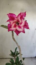 Planta Dobrada 3037 – 30cm – 02 anos