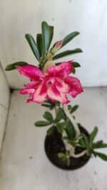 Planta Dobrada 3037 – 30cm – 02 anos - Imagem 4