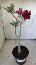 Planta Dobrada 3038 – 30cm – 02 anos - Imagem 2