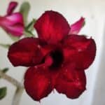 Planta Dobrada 3038 – 30cm – 02 anos