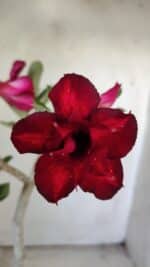 Planta Dobrada 3038 – 30cm – 02 anos