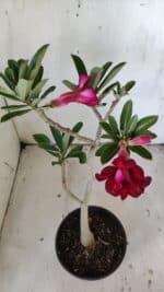 Planta Dobrada 3038 – 30cm – 02 anos - Imagem 4