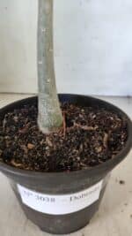 Planta Dobrada 3038 – 30cm – 02 anos - Imagem 7