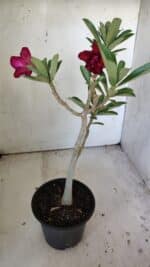 Planta Dobrada 3038 – 30cm – 02 anos - Imagem 6