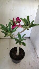 Planta Dobrada 3038 – 30cm – 02 anos - Imagem 5