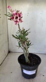 Planta Dobrada 3039 – 30cm – 02 anos - Imagem 2