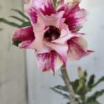 Planta Dobrada 3039 – 30cm – 02 anos